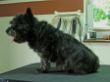 Cairn Terrier vorher