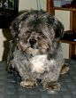 Lhasa Apso Nelson 