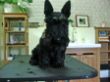 Scottish Terrier Djego nachher