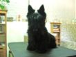Scottish Terrier Djego vorher