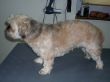 Shi Tzu Dame Amy vorher