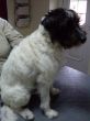 Parcon Jack Russel Terrier Tappy vorher