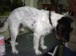 Parcon Jack Russel Terrier Tappy nachher