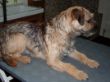 Boarder Terrier Claas vorher