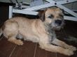 Boarder Terrier Claas nachher