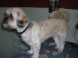 Shi Tzu Dame Amy nachher