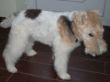 Fox Terrier Dominik vorher