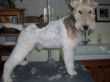 Fox Terrier Dominik nachher