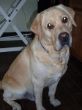Labrador Nemo