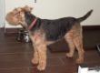 Welsh Terrier Chilli