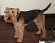 Welsh Terrier Chilli