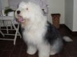 Bobtail Anton