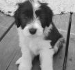 Familienhund Dotcher